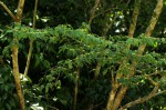 Tapura fischeri var. pubescens