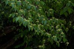 Tapura fischeri var. pubescens