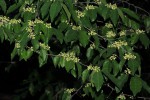 Tapura fischeri var. pubescens