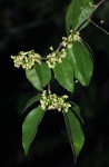 Tapura fischeri var. pubescens