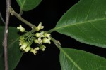 Tapura fischeri var. pubescens