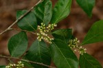 Tapura fischeri var. pubescens