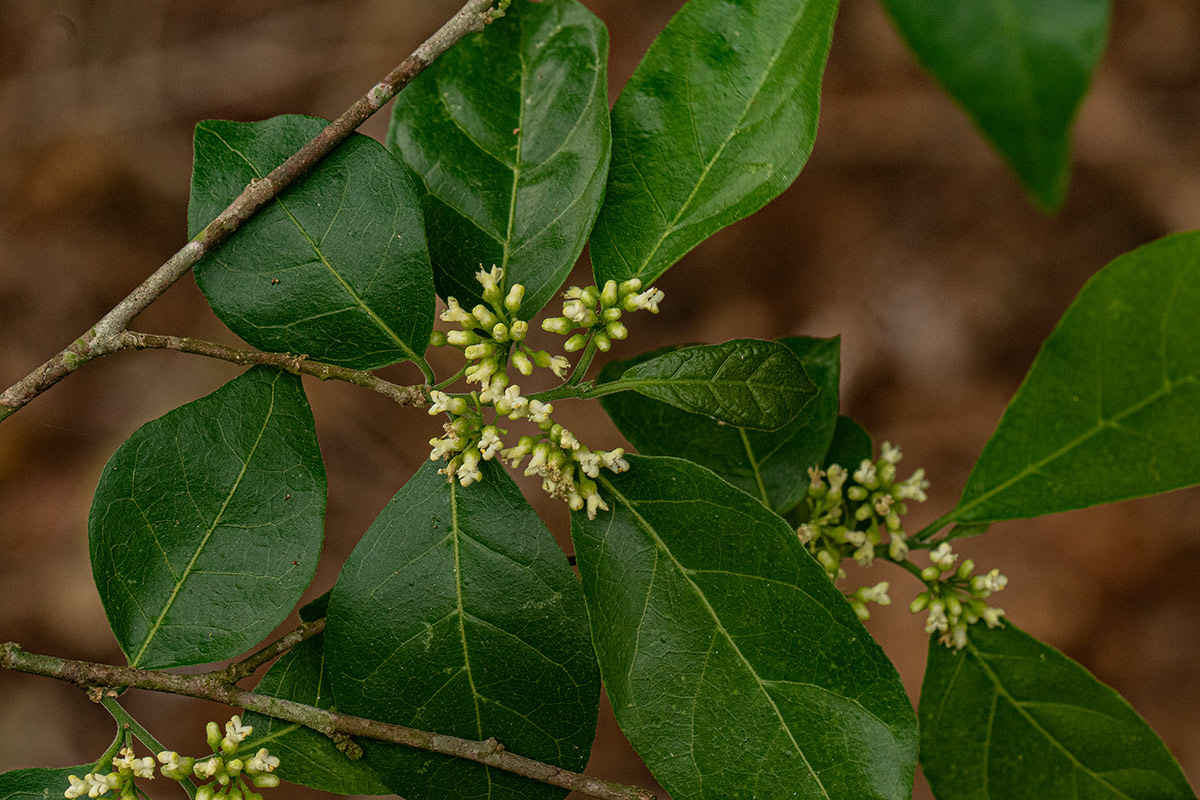 Tapura fischeri var. pubescens