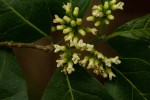 Tapura fischeri var. pubescens