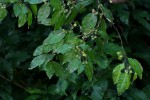 Tapura fischeri var. pubescens