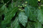 Tapura fischeri var. pubescens