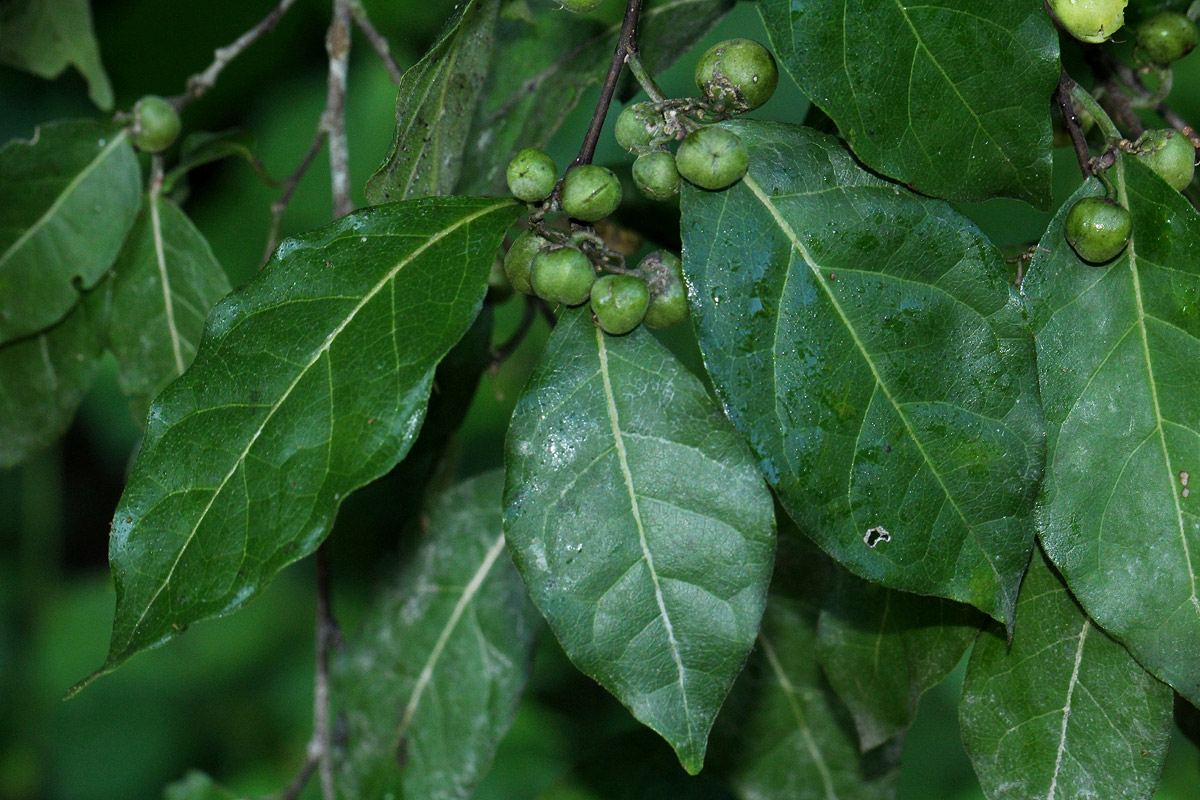 Tapura fischeri var. pubescens