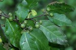 Tapura fischeri var. pubescens