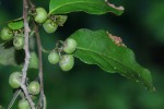 Tapura fischeri var. pubescens