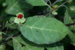 Tapura fischeri var. pubescens