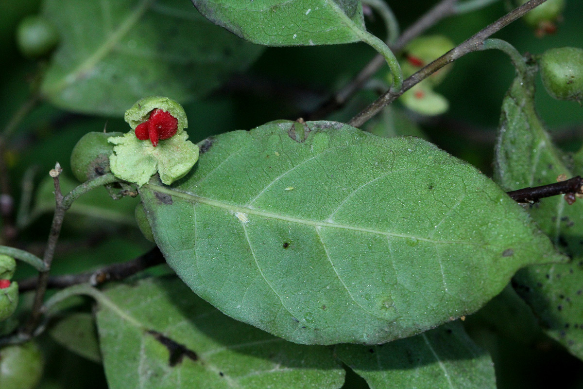 Tapura fischeri var. pubescens