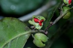 Tapura fischeri var. pubescens