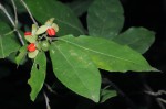 Tapura fischeri var. pubescens