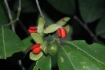 Tapura fischeri var. pubescens