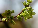 Pseudolachnostylis maprouneifolia var. maprouneifolia