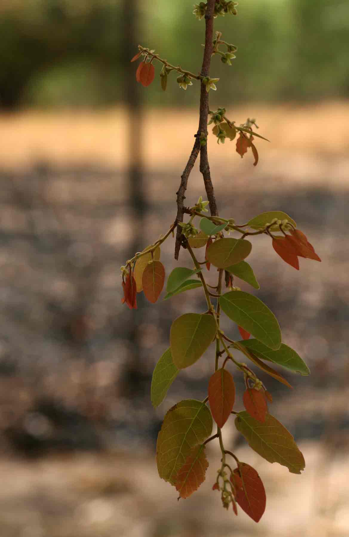 Pseudolachnostylis maprouneifolia var. maprouneifolia