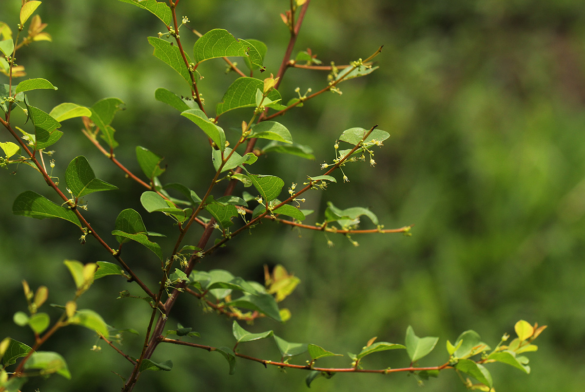 Flueggea virosa subsp. virosa