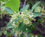 Flueggea virosa subsp. virosa