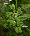 Phyllanthus beillei