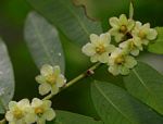 Phyllanthus beillei
