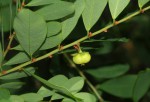 Phyllanthus beillei