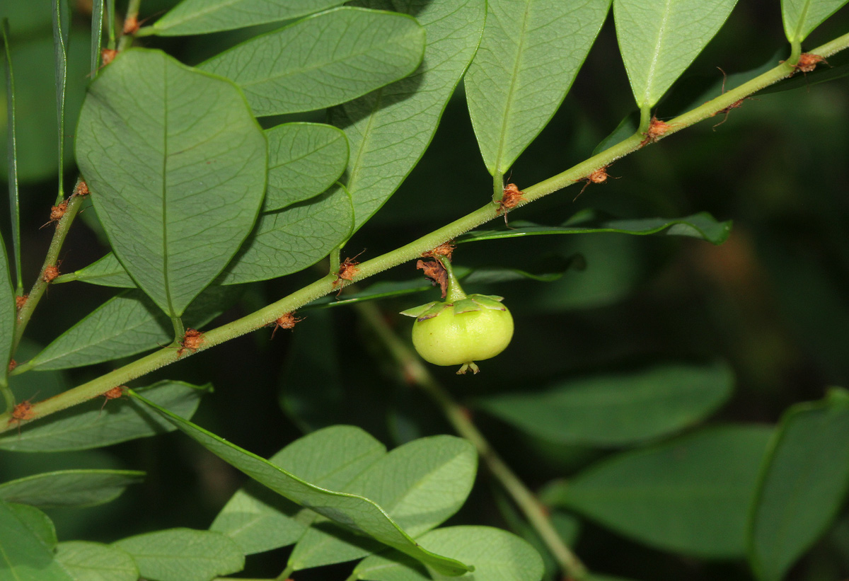 Phyllanthus beillei