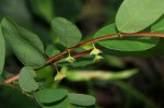 Phyllanthus beillei