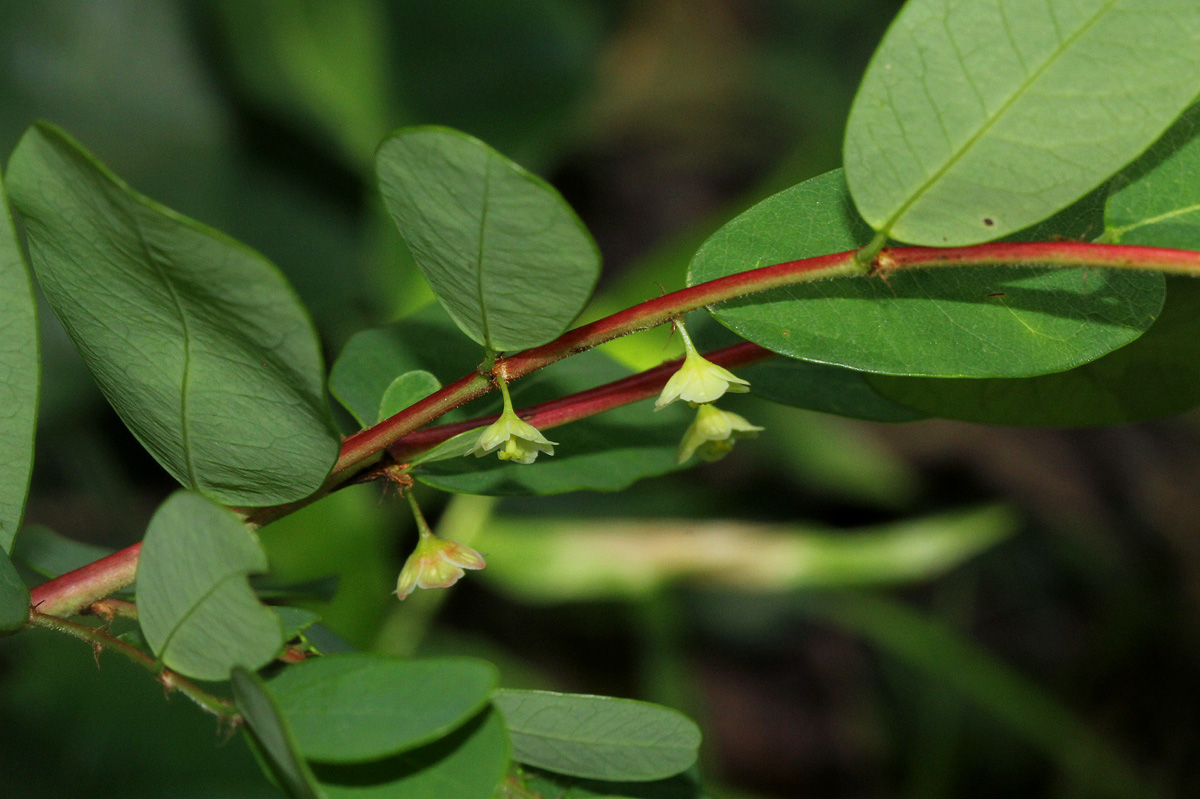 Phyllanthus beillei