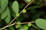 Phyllanthus beillei