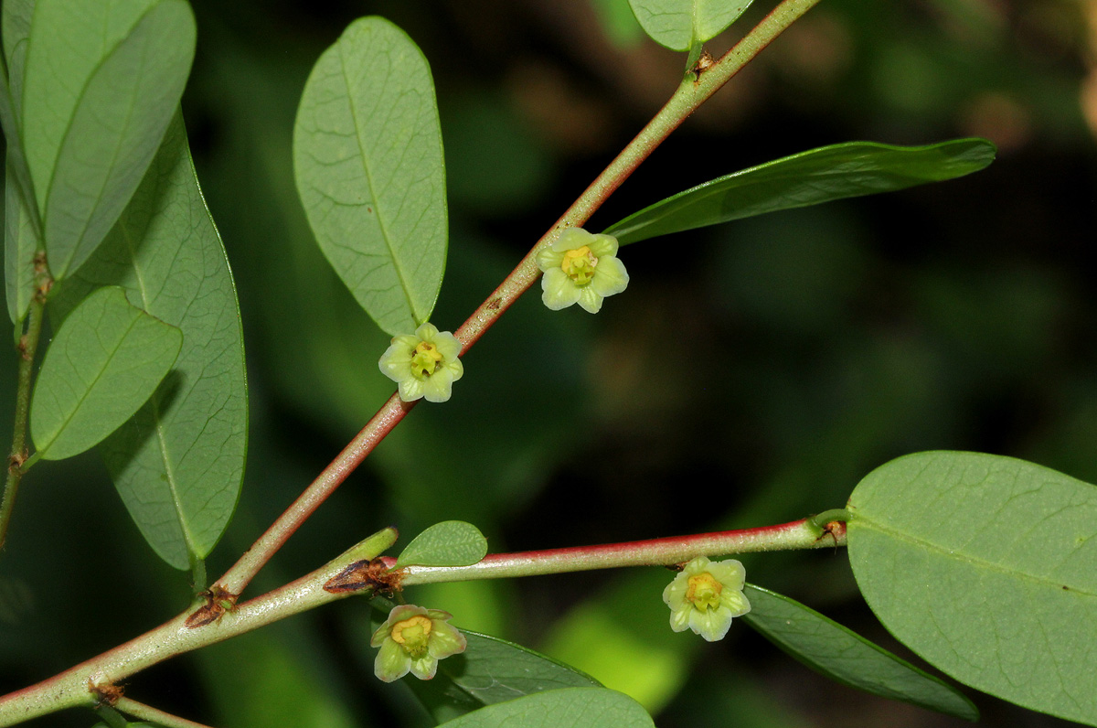 Phyllanthus beillei