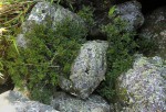 Phyllanthus bernierianus var. glaber