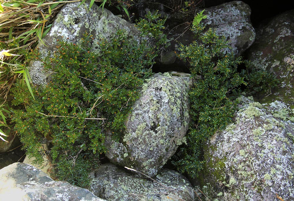 Phyllanthus bernierianus var. glaber