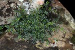 Phyllanthus bernierianus var. glaber