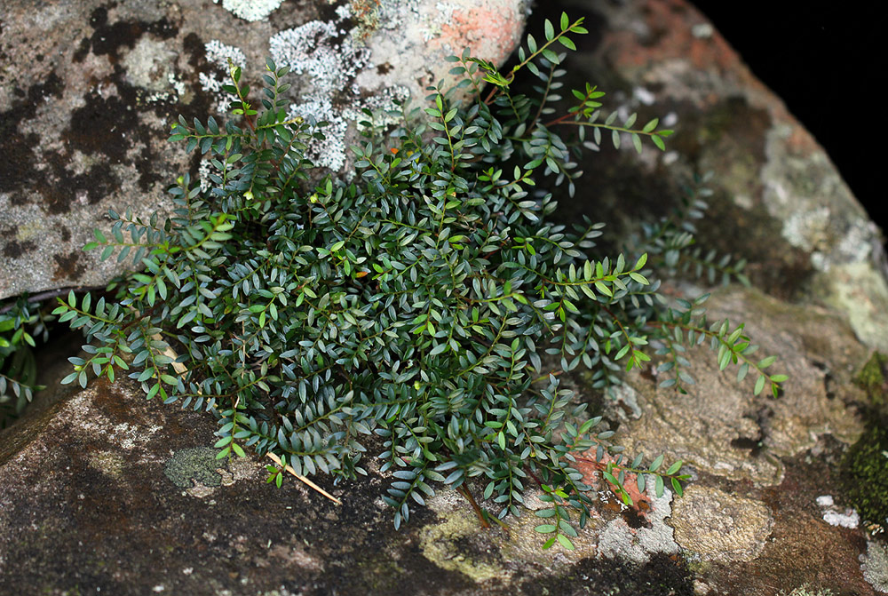 Phyllanthus bernierianus var. glaber