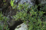 Phyllanthus bernierianus var. glaber