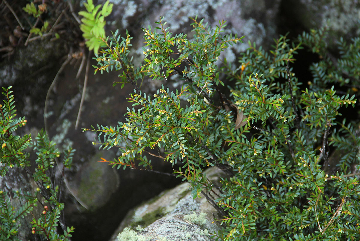 Phyllanthus bernierianus var. glaber