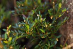 Phyllanthus bernierianus var. glaber