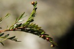 Phyllanthus bernierianus var. glaber