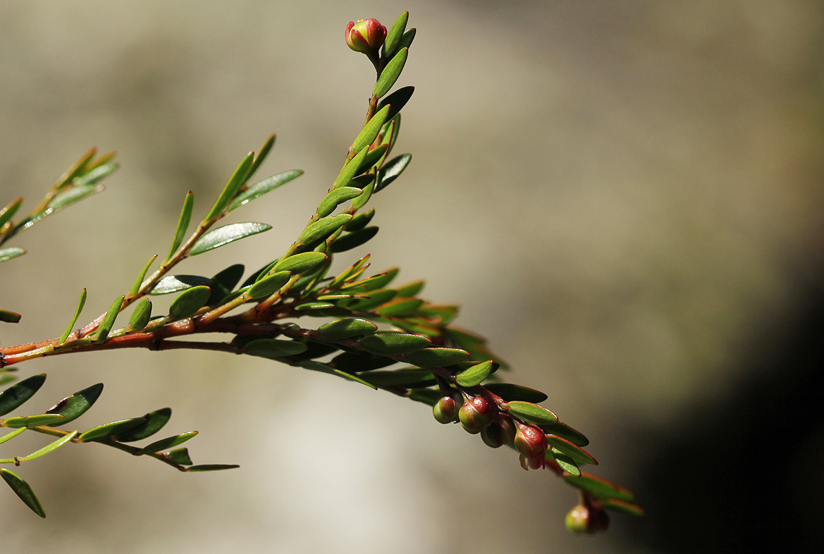 Phyllanthus bernierianus var. glaber