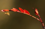 Phyllanthus bernierianus var. glaber