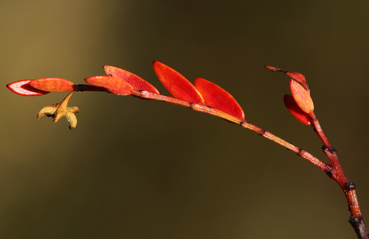 Phyllanthus bernierianus var. glaber