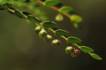 Phyllanthus bernierianus var. glaber