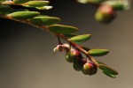 Phyllanthus bernierianus var. glaber