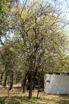 Phyllanthus engleri