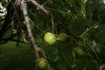 Phyllanthus engleri