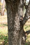 Phyllanthus engleri