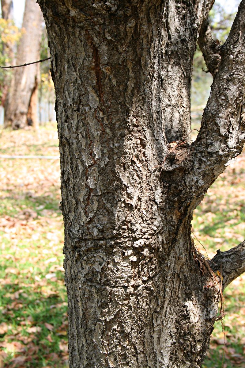 Phyllanthus engleri