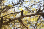 Phyllanthus engleri