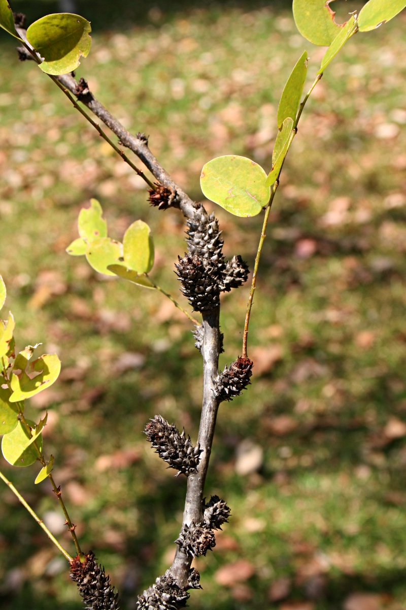 Phyllanthus engleri