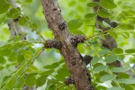 Phyllanthus engleri